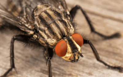 5 αλήθειες για τη μύγα που θα εκπλαγείς